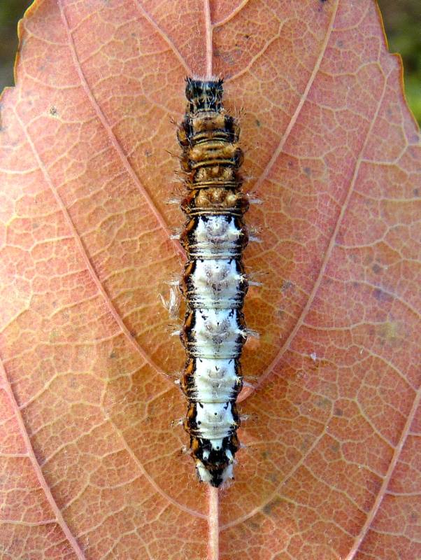 babôčka zubatokrídla Polygonia c-album