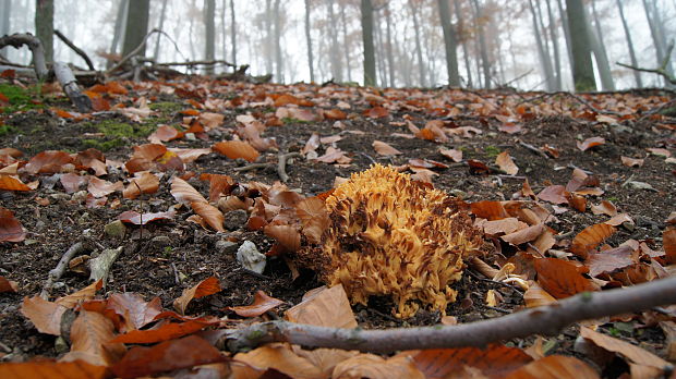 strapačka žltá Ramaria flava (Schaeff.) Quél.