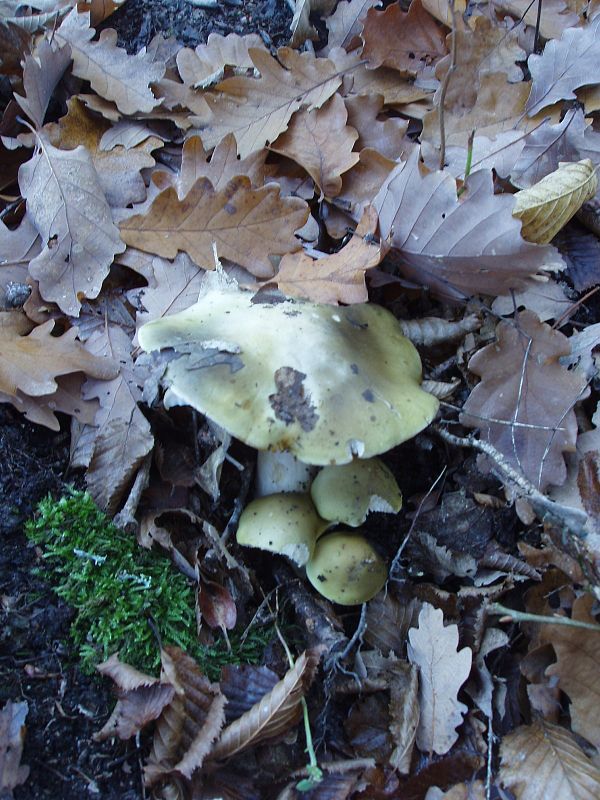 plávka Russula sp.