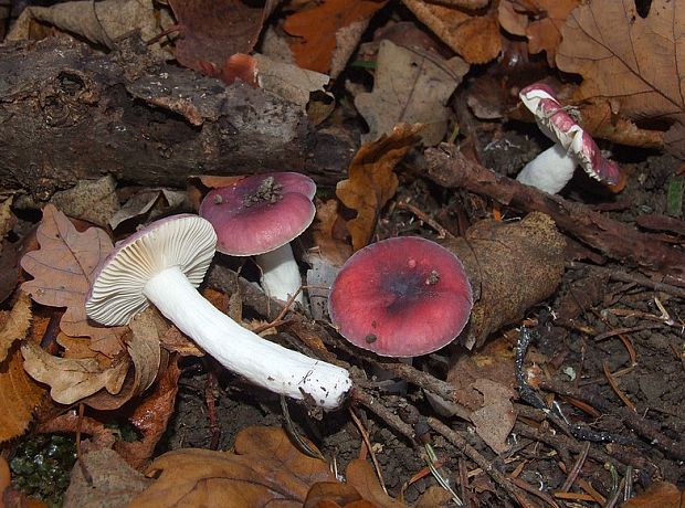 plávka Russula sp.