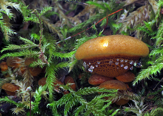 pňovka neskorá Sarcomyxa serotina (Pers.) P. Karst.