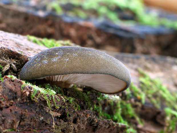 pňovka neskorá Sarcomyxa serotina (Pers.) P. Karst.