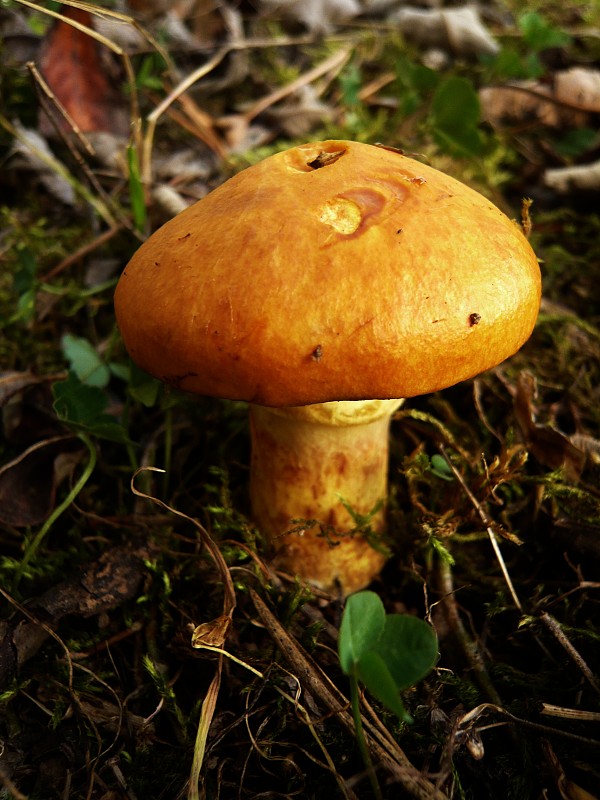 masliak smrekovcový Suillus grevillei (Klotzsch) Singer