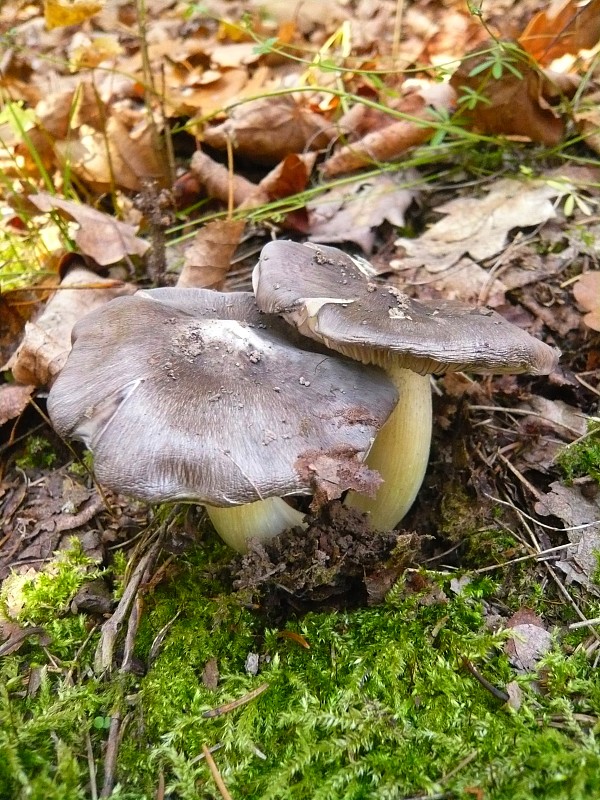 čírovka sivá Tricholoma portentosum (Fr.) Quél.