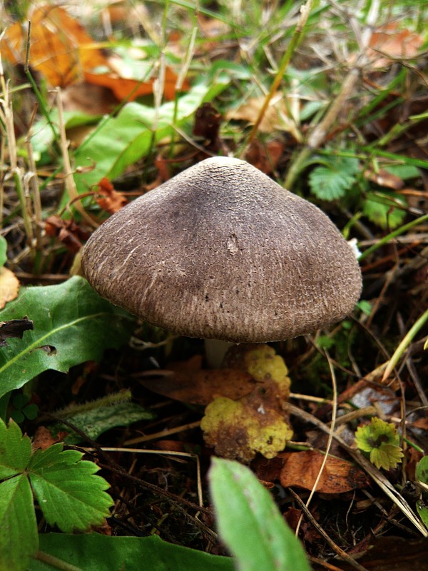 čírovka zemná Tricholoma terreum (Schaeff.) P. Kumm.