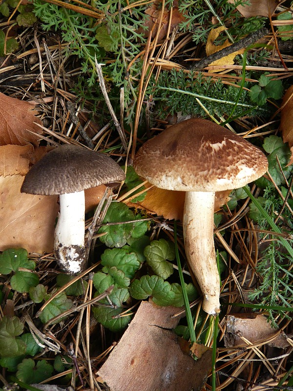 čírovka zemná Tricholoma terreum (Schaeff.) P. Kumm.