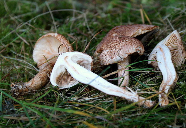 čírovka škridlicovitá Tricholoma vaccinum (Schaeff.) P. Kumm.