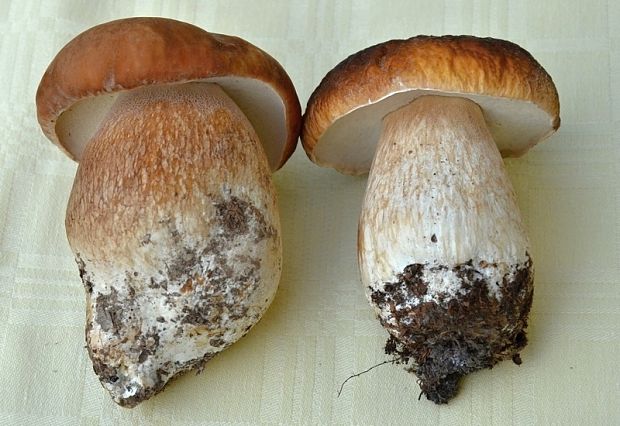 hríb dubový a hríb smrekový boletus reticulatus,boletus edulis