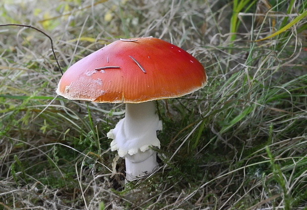 muchotrávka červená Amanita muscaria (L.) Lam.