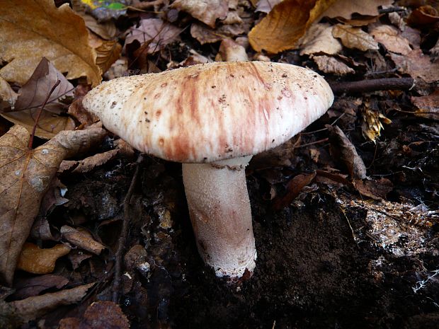 muchotrávka červenkastá Amanita rubescens Pers.