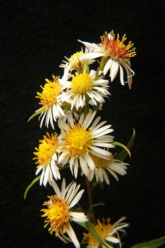 astra kopijovitolistá Aster lanceolatus Willd.