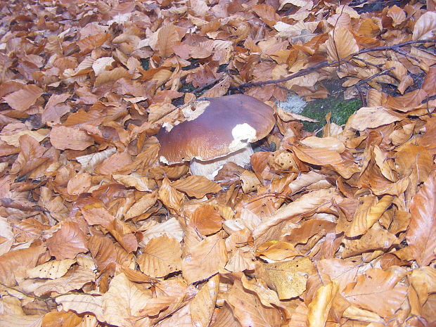 hríb smrekový Boletus edulis Bull.