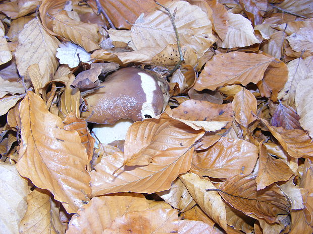 hríb smrekový Boletus edulis Bull.