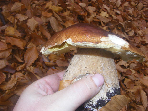 hríb smrekový Boletus edulis Bull.