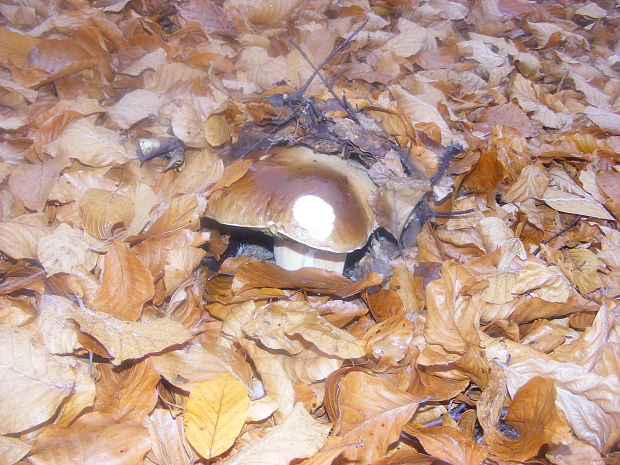 hríb smrekový Boletus edulis Bull.