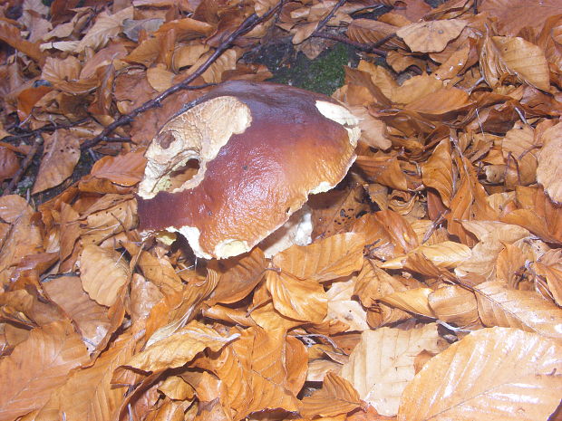 hríb smrekový Boletus edulis Bull.