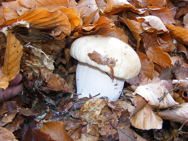 hríb smrekový Boletus edulis Bull.