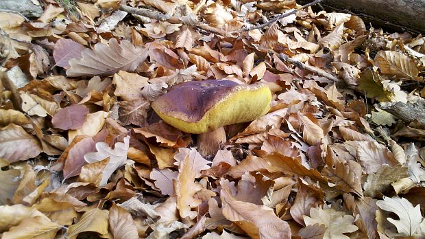 hríb smrekový Boletus edulis Bull.