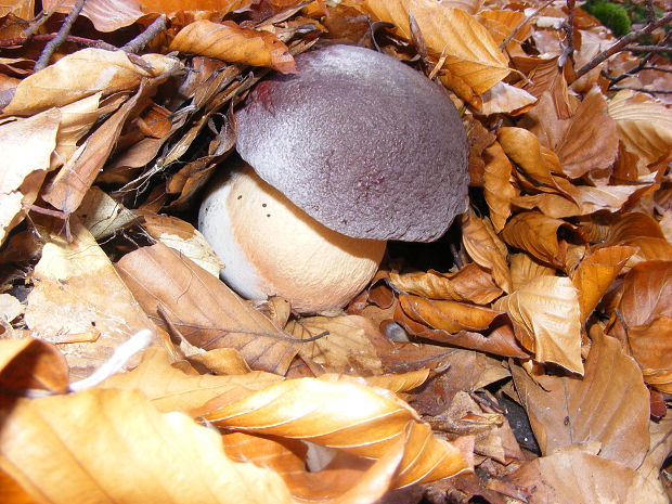 hríb sosnový Boletus pinophilus Pil. et Dermek in Pil.