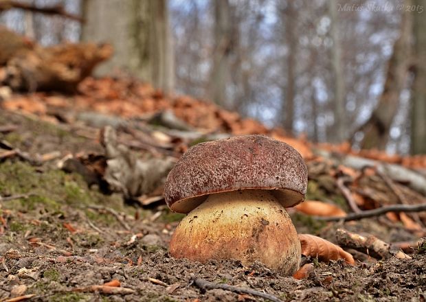 hríb sosnový Boletus pinophilus Pil. et Dermek in Pil.