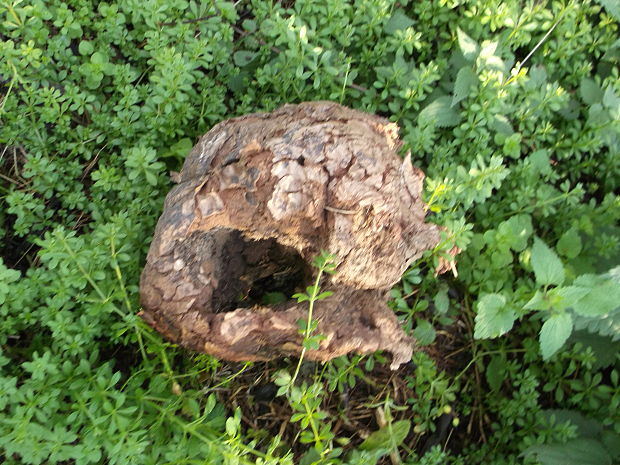 vatovec obrovský Calvatia gigantea (Batsch) Lloyd