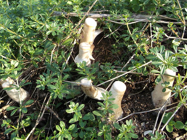 bedľa červenejúca Chlorophyllum rachodes (Vittad.) Vellinga