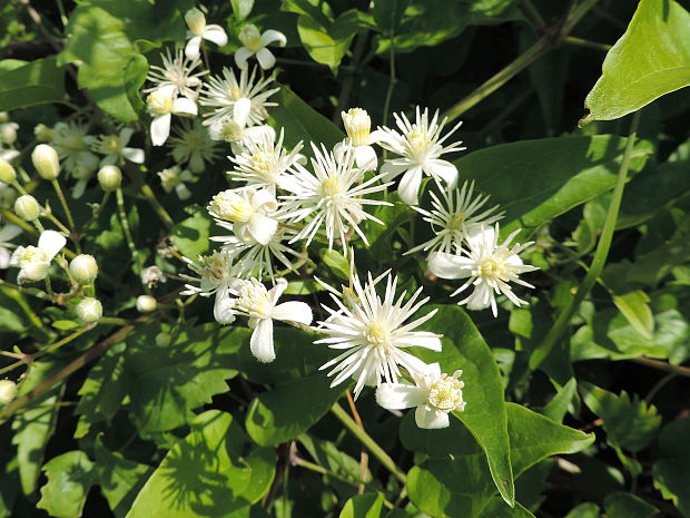 plamienok plotný / plamének plotní Clematis vitalba L.