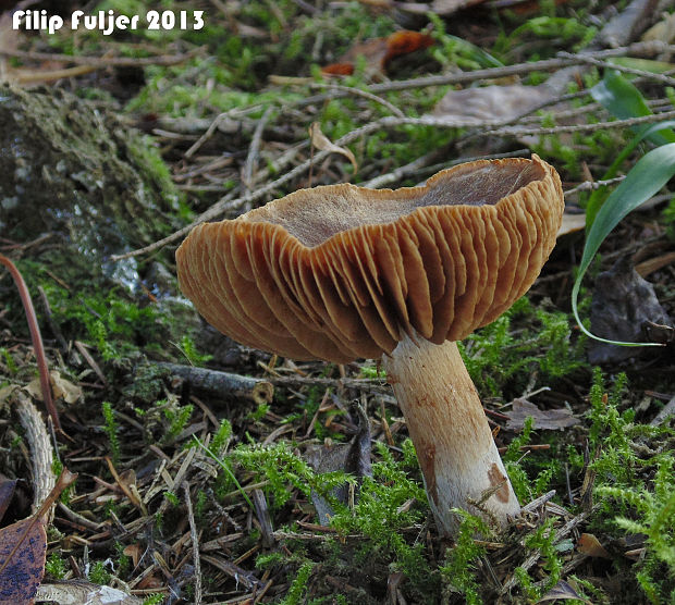 pavučinovec škoricový Cortinarius cinnamomeus (L.) Fr.