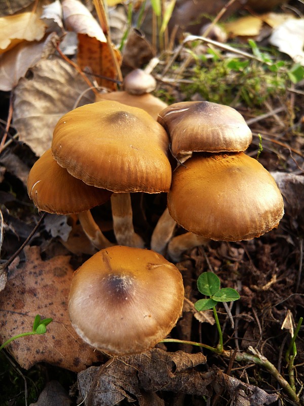 pavučinovec Cortinarius sp.