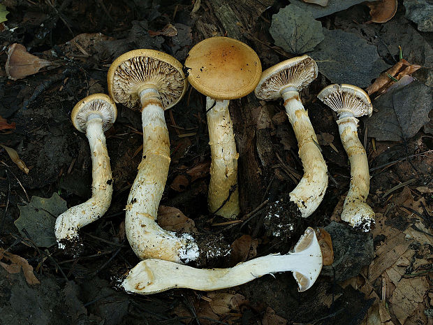 pavučinovec slamovožltý Cortinarius triumphans Fr.