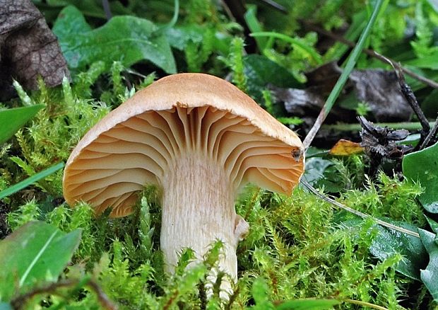 lúčnica statná Cuphophyllus pratensis (Fr.) Bon