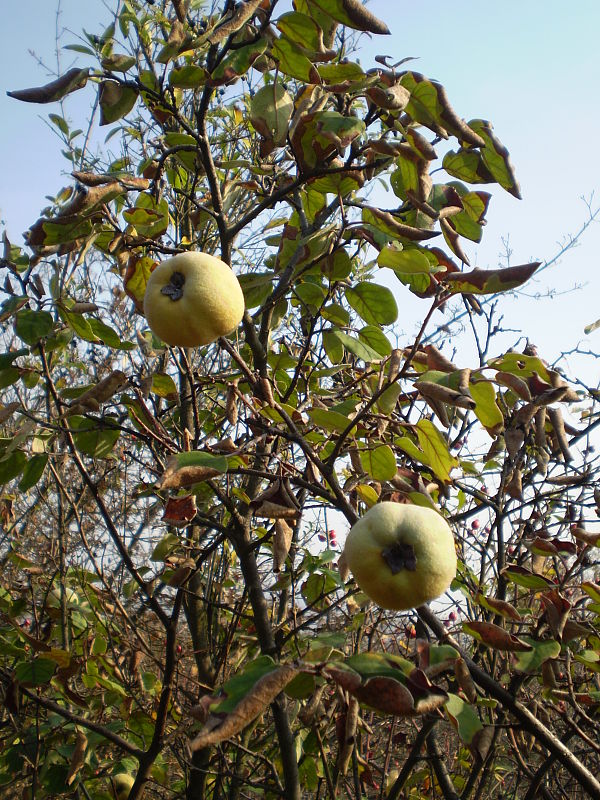 minidula alebo čo... Cydonia oblonga Mill.