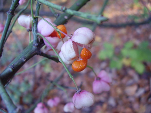 bršlen európsky Euonymus europaeus L.