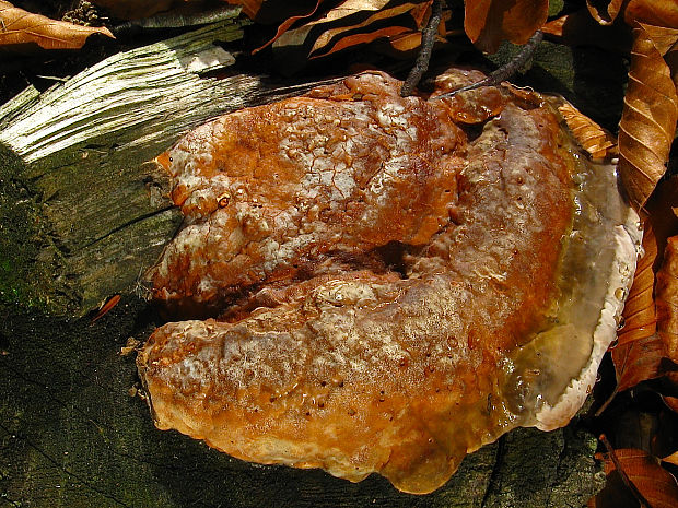 práchnovček pásikavý/troudnatec pásovaný Fomitopsis pinicola (Sw.) P. Karst.