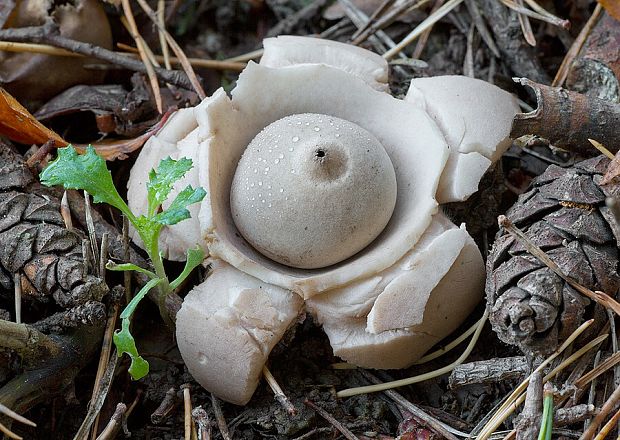 hviezdovka trojitá Geastrum triplex Jungh.