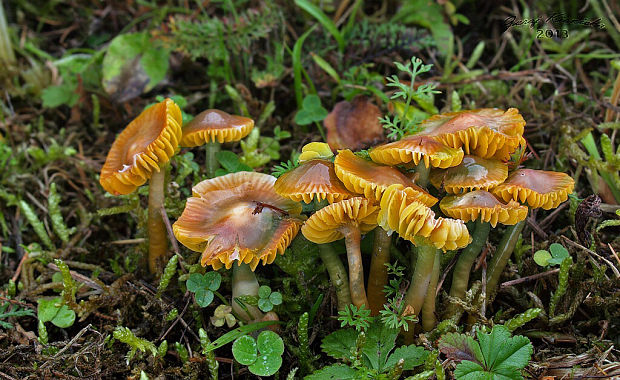 lúčnica žltozelená Gliophorus psittacinus (Schaeff.) Herink