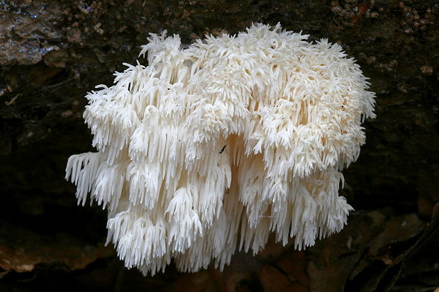 koralovec bukový Hericium coralloides (Scop.) Pers.