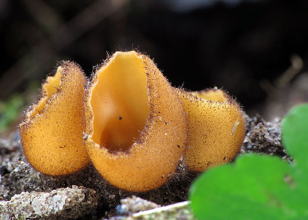 humária Humaria aurantia (Clem.) Häffner, Benkert & Krisai