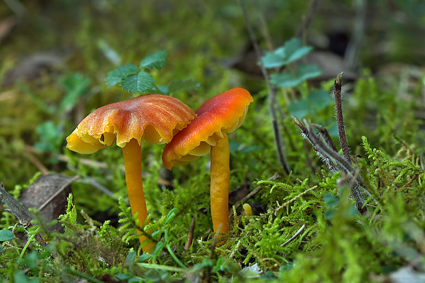 lúčnica vápnomilná Hygrocybe calciphila Arnolds