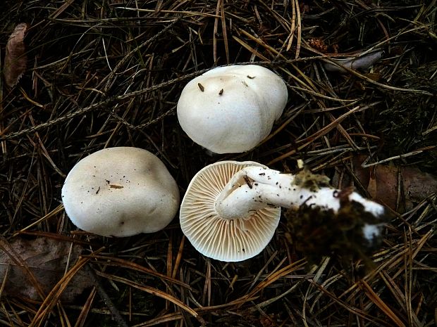 šťavnačka smreková Hygrophorus piceae Kühner