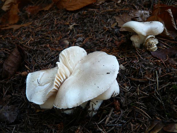 šťavnačka smreková Hygrophorus piceae Kühner