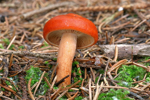 rýdzik pomarančový Lactarius aurantiacus (Pers.) Gray