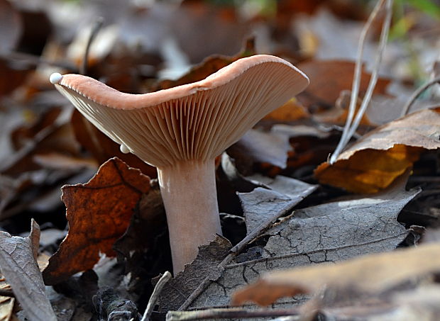 rýdzik Lactarius sp.