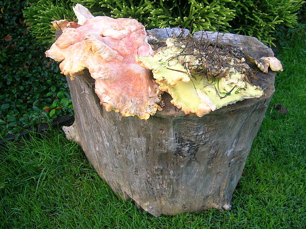 sírovec obyčajný Laetiporus sulphureus (Bull.) Murrill