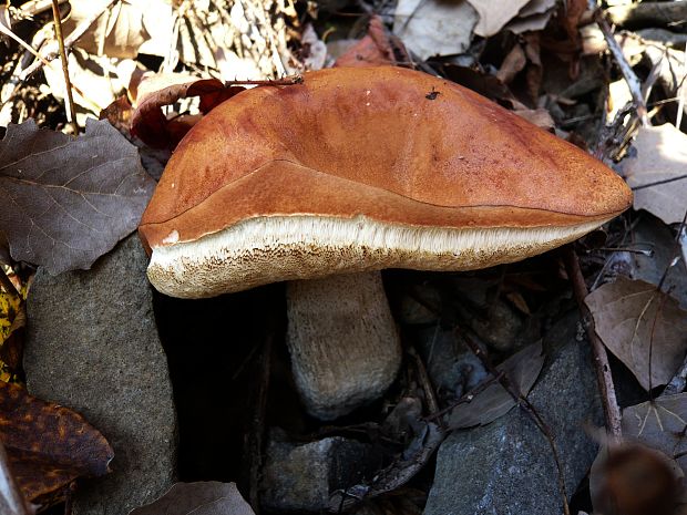 kozák osikový Leccinum albostipitatum den Bakker & Noordel.