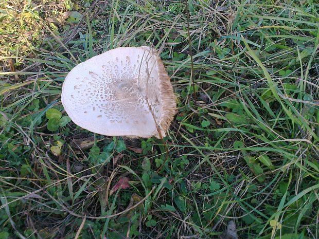 bedľa Macrolepiota sp.