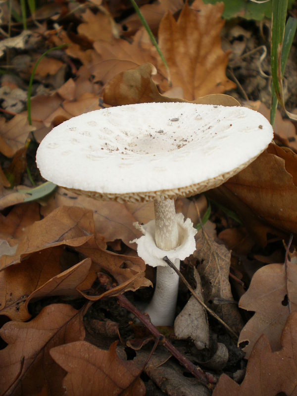 bedľa Macrolepiota sp.