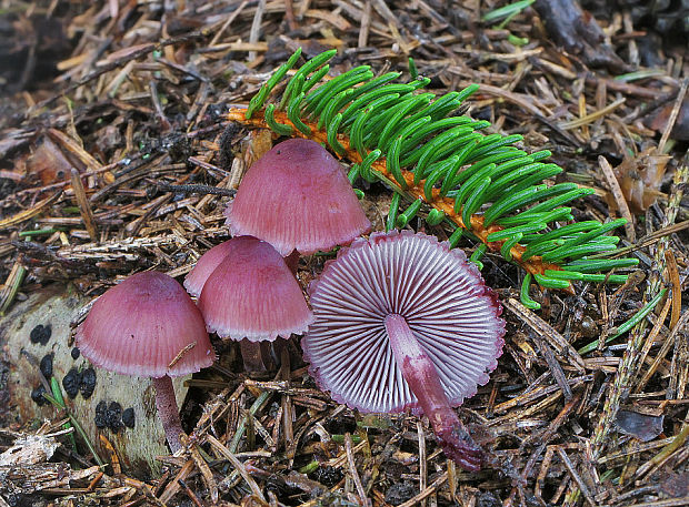 prilbička krvavá Mycena sanguinolenta (Alb. & Schwein.) P. Kumm.