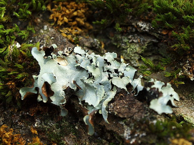 diskovka ryhovaná Parmelia cf. sulcata Taylor