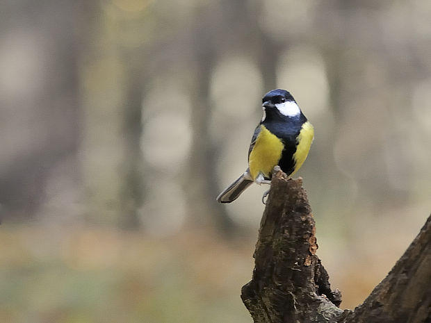 sýkorka bielolíca Parus major